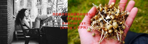 гашик Алексин