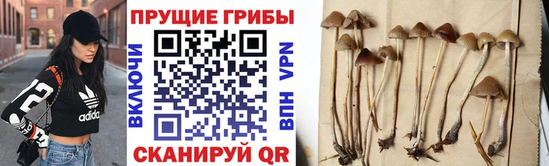 Псилоцибиновые грибы прущие грибы  Арск 